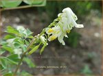 Corydalis ochroleuca | Geelwitte helmbloem, Helmbloem | Blassgelber Lerchensporn