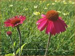 Echinacea purpurea 'Chunky Purple' | Rode zonnehoed, Zonnehoed | Roter SonnenhutEchinacea purpurea 'Chunky Purpl