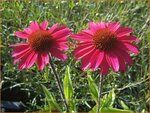 Echinacea purpurea 'Chunky Purple' | Rode zonnehoed, Zonnehoed | Roter Sonnenhut