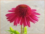 Echinacea purpurea 'Delicious Candy' | Rode zonnehoed, Zonnehoed | Roter Sonnenhut