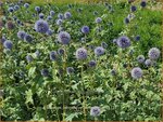 Echinops bannaticus 'Taplow Blue' | Kogeldistel | Banater Kugeldistel