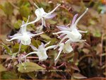 Epimedium grandiflorum | Elfenbloem | Gro&szlig;bl&uuml;tige Elfenblume