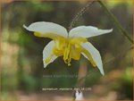 Epimedium 'Mandarin Star' | Elfenbloem | Elfenblume
