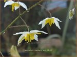 Epimedium 'Mandarin Star' | Elfenbloem | Elfenblume