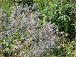Eryngium planum 'Blauer Zwerg' | Blauwe distel, Framboosdistel, Kruisdistel | Flachbl&auml;ttriger Mannstreu