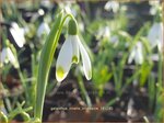 Galanthus nivalis 'Viridapice' | Gewoon sneeuwklokje, Sneeuwklokje | Kleines Schneegl&ouml;ckchen | Common Snowdrop