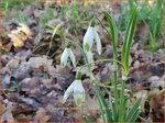 Galanthus nivalis 'Viridapice' | Gewoon sneeuwklokje, Sneeuwklokje | Kleines Schneegl&ouml;ckchen | Common Snowdrop
