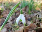 Galanthus nivalis 'Viridapice' | Gewoon sneeuwklokje, Sneeuwklokje | Kleines Schneegl&ouml;ckchen | Common Snowdrop