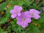 Geranium 'Blushing Turtle' | Ooievaarsbek, Tuingeranium | Storchschnabel