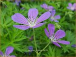 Geranium 'Nimbus' | Ooievaarsbek, Tuingeranium | Storchschnabel