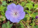 Geranium 'Rozanne' | Ooievaarsbek, Tuingeranium | Storchschnabel