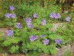 Geranium 'Terre Franche' | Ooievaarsbek, Tuingeranium | Storchschnabel
