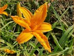 Hemerocallis 'Burning Daylight' | Daglelie | Taglilie
