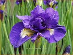 Iris sibirica 'Kabluey' | Siberische iris, Lis, Iris | Sibirische Schwertlilie