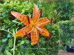 Lilium lancifolium var. splendens | Tijgerlelie, Lelie | Gl&auml;nzende Tiger-Lilie