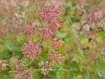 Macleaya microcarpa 'Spetchley Ruby' | Pluimpapaver, Vedermaan | Br&auml;unlichbl&uuml;hender Federmohn