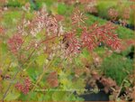 Macleaya microcarpa 'Spetchley Ruby' | Pluimpapaver, Vedermaan | Br&auml;unlichbl&uuml;hender Federmohn