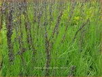 Molinia caerulea 'Torch' | Pijpenstrootje | Kleines Pfeifengras