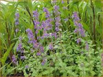 Nepeta racemosa 'Grog' | Kattenkruid | Traubige Katzenminze