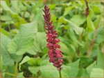 Persicaria amplexicaulis 'Red Baron' | Adderwortel, Duizendknoop | Kerzenkn&ouml;terich