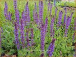 Salvia nemorosa 'Wesuwe' | Bossalie, Salie, Salvia | Steppensalbei