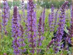 Salvia nemorosa 'Wesuwe' | Bossalie, Salie, Salvia | Steppensalbei