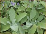 Salvia officinalis 'Berggarten' | Echte salie, Keukensalie, Salie, Salvia | Echter Salbei