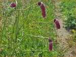 Sanguisorba tenuifolia 'Parviflora' | Pimpernel, Sorbenkruid | Hoher Wiesenknopf