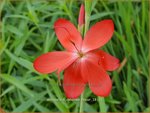 Schizostylis coccinea 'Major' | Moerasgladiool, Kafferlelie | Spaltgriffel