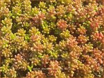 Sedum album 'Coral Carpet'