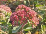 Sedum telephium 'Munstead Dark Red' | Hemelsleutel, Vetkruid | Grosse Fetthenne