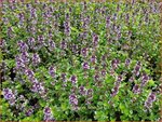Thymus pulegioides 'Tabor' | Grote tijm, Tijm | Feld-Thymian