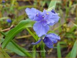 Tradescantia 'Mac's Double' | Eendagsbloem, Vaderplant, Matrozensla | Dreimasterblume