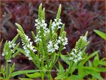 Verbena hastata 'Alba' | IJzerhard | Spie&szlig;f&ouml;rmiges Eisenkraut