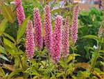 Veronica 'First Kiss' | Aarereprijs, Ereprijs | Ähren-Ehrenpreis
