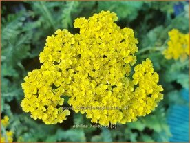 Achillea &#039;Helios&#039; | Duizendblad | Garbe