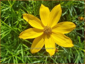 Coreopsis verticillata 'Grandiflora' | Meisjesogen | Quirlbl&auml;ttriges M&auml;dchenauge