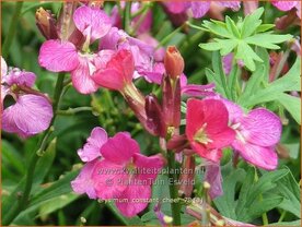 Erysimum 'Constant Cheer' | Vaste muurbloem, Steenraket, Muurbloem | Sch&ouml;terich