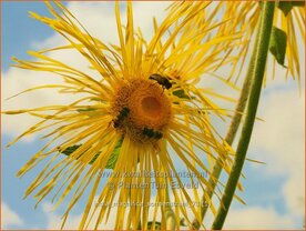 Inula magnifica 'Sonnenstrahl'