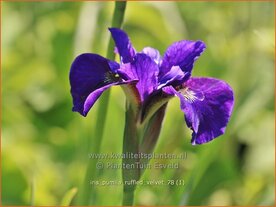 Iris pumila 'Ruffled Velvet' | Zwaardlelie, Iris, Lis | Zwerg-Schwertlilie