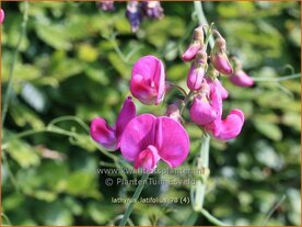 Lathyrus latifolius | Brede lathyrus, Vaste siererwt, Pronkerwt, Siererwt | Breitbl&auml;ttrige Platterbse