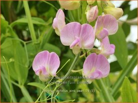 Lathyrus latifolius 'Pink Pearl' | Brede lathyrus, Vaste siererwt, Pronkerwt, Siererwt | Breitbl&auml;ttrige Platterbse