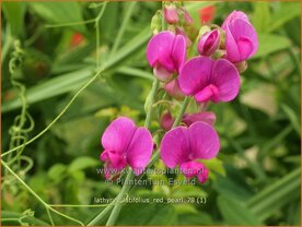 Lathyrus latifolius 'Red Pearl' | Brede lathyrus, Vaste siererwt, Pronkerwt, Siererwt | Breitbl&auml;ttrige Platterbse