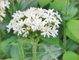 Lychnis chalcedonica 'Alba' | Brandende liefde | Brennende Liebe