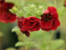 Potentilla 'Flamboyant' | Ganzerik | Fingerkraut