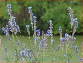 Salvia uliginosa 'Ballon Azul' | Salie, Salvia | Moor-Salbei