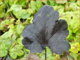 Heuchera 'Black Pearl' | Purperklokje | Purpurgl&ouml;ckchen