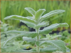 Mentha longifolia 'Silver Form' | Hertsmunt, Bosmunt, Munt | Ro&szlig;-Minze