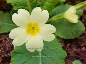 Primula vulgaris | Stengelloze sleutelbloem, Sleutelbloem | St&auml;ngellose Garten-Schl&uuml;sselblume
