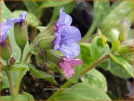 Pulmonaria 'Smokey Blue' | Longkruid | Lungenkraut